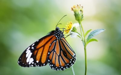 ¿Quién puede estudiar Kabbalah?